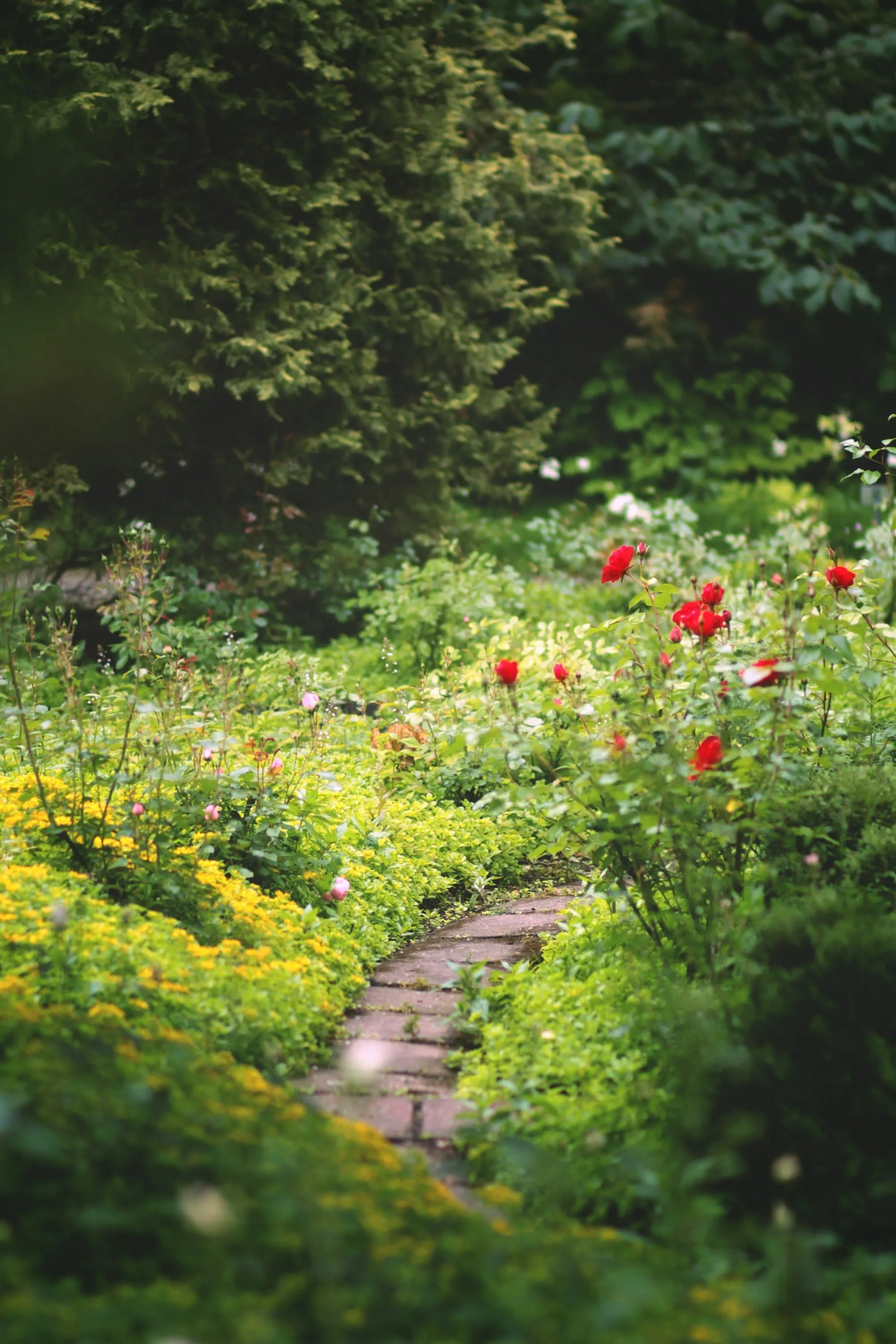 Garden path through flowering roses
